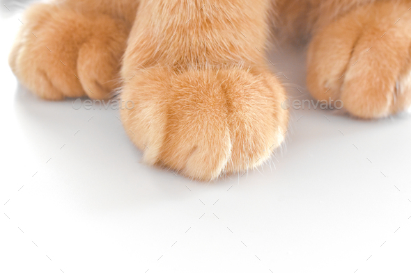 Ginger cat paws. Tabby cat sitting on the table. Pet feet closeup.