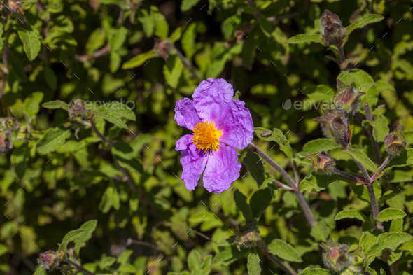 Laden; It is a plant species with white or pink flowers tCistus genus of the Cistaceae family. - Stock Photo - Images