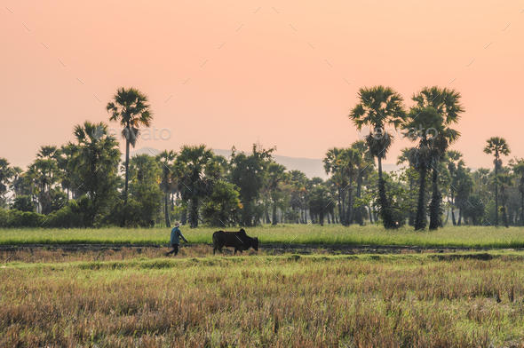Farmer with cow plowing on rice field groove in sugar palm plantation