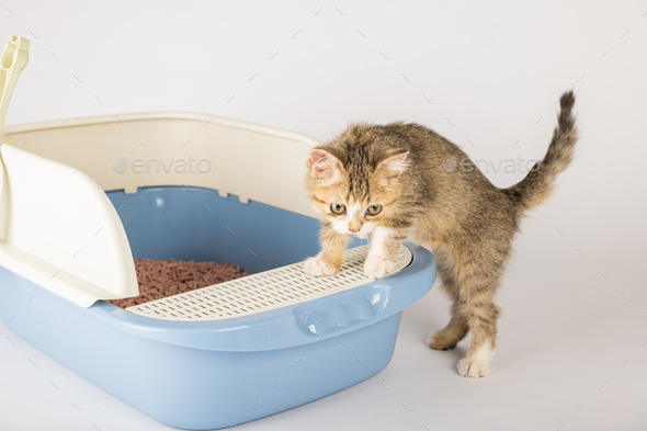 Isolated cat positioned within plastic litter toilet box or sandbox is depicted on clean white