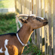 A brown and white home horned goat stands near a fence on a farm - PhotoDune Item for Sale