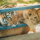 Beautiful African lion and asiatic tiger in a zoo enclosure on a summer sunny day. - PhotoDune Item for Sale
