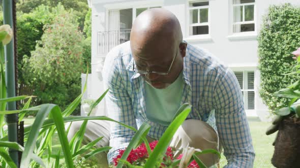 Happy senior diverse couple wearing shirts and working in garden alt