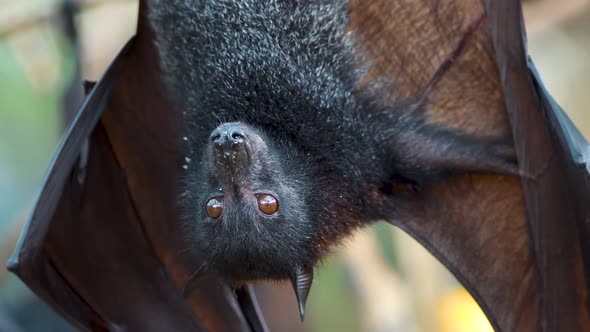 Close up shot of Pteropus Vampyrus hanging upside down and spitting rests of food alt
