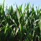 Corn Field in the Summer Sunny Day - VideoHive Item for Sale
