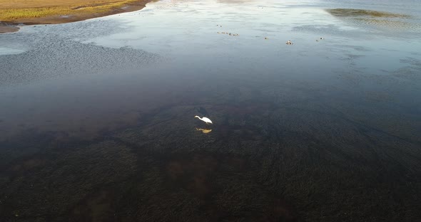 Circling aerial shot of egret standing in lagoon and eating fish and flying a few feet away at sunse alt
