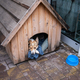 A stray dog rests in a wooden kennel with a blue blanket, next to a storefront in the background. - PhotoDune Item for Sale