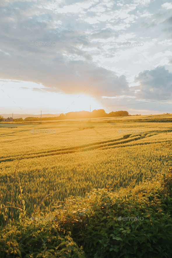 HD wallpaper: nature, field, grain, barley, nature photo, forest, growth |  Wallpaper Flare