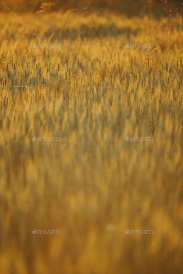 Barley - Grain Ears Wallpapers and Images - Desktop Nexus Groups