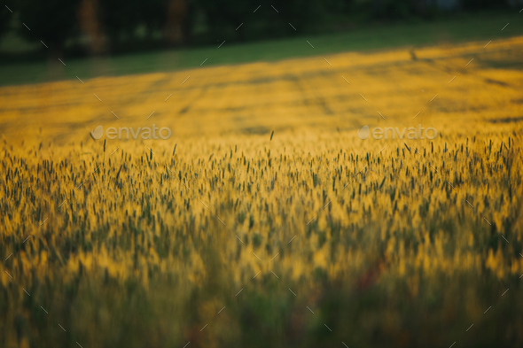 Premium Vector | Wheat ears seamless pattern barley or rice black  silhouette beer or bakery background organic farm backdrop bread packaging  decor textile wrapping paper wallpaper design vector print or fabric