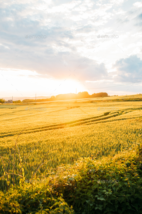 Seamless Pattern With Wheat. Agricultural Image Natural Golden Ears Of  Barley Or Rye. Easy To Use For Backdrop, Textile, Wrapping Paper, Wallpaper.  Royalty Free SVG, Cliparts, Vectors, and Stock Illustration. Image 58135502.