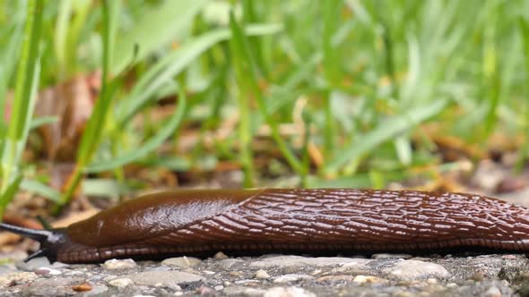 A brown, black slug creeps from the right to the left, and exits the frame on the left side. Extreme alt