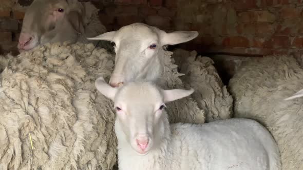 Flock of sheep huddled together in red brick cowshed