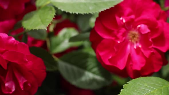 Closeup of a Pink Flower