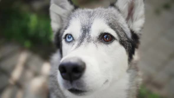 Close-up face of dog. Portrait of dog Husky with heterochromia of the eyes. alt