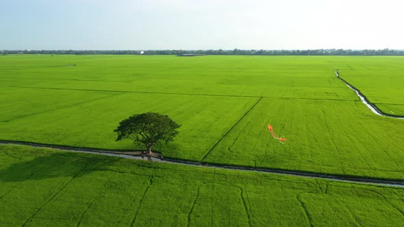 Peaceful landscape with alone tree, kites and green fields in the countryside alt