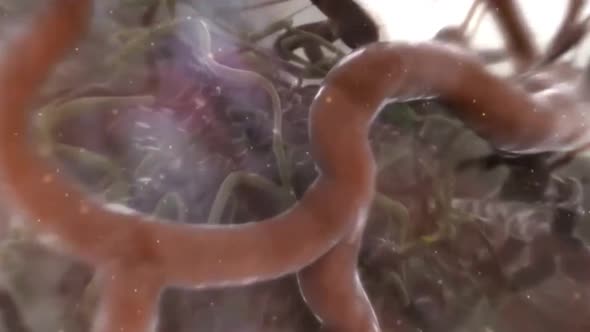 people living in the immune system alt