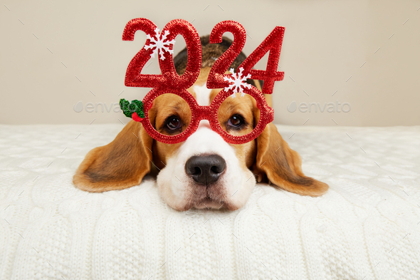 A Beagle Dog In Carnival Glasses With The Numbers Of The 2024 New Year   IMG 6154o 