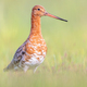 Majestic Black-tailed Godwit wader bird looking in the camera - PhotoDune Item for Sale