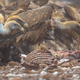 Griffon vulture group - PhotoDune Item for Sale