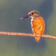European kingfisher perched on branch with colorful background - PhotoDune Item for Sale