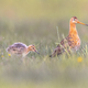 Black tailed godwit with chick - PhotoDune Item for Sale