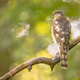 Eurasian sparrowhawk on branch looking for prey - PhotoDune Item for Sale