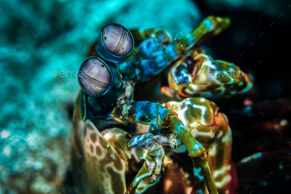 Selective closeup of peacock mantis shrimp