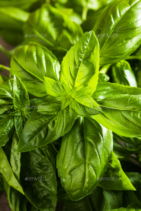 Fresh green sweet basil leaves