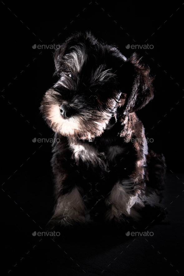 Purebred schnauzer sales