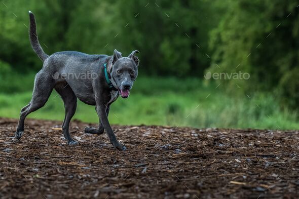 A grey mixed breed dog trotting from the left to right in a photo with ...