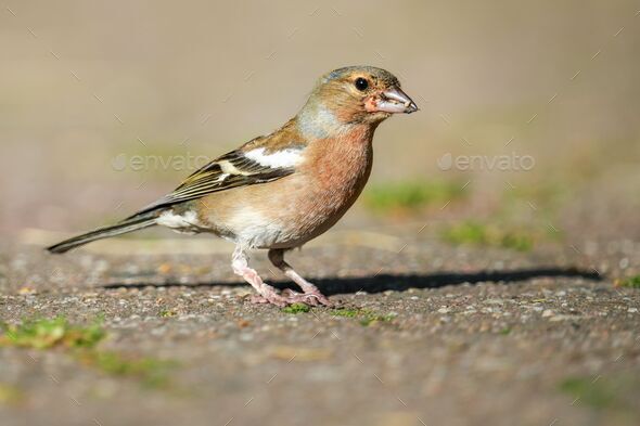 Closeup shot of a common chaffinch (Fringilla coelebs) on the ground - Stock Photo - Images