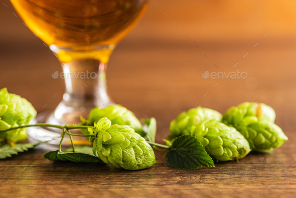 Green hops crop on wooden table.