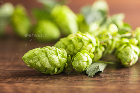 Green hops crop on wooden table.