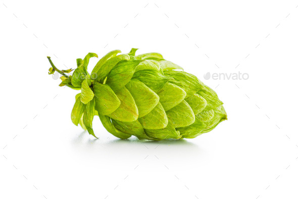 Green hops crop isolated on white background.