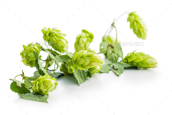 Green hops crop isolated on white background.