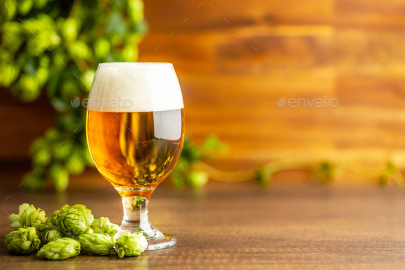 Glass of beer and hops crop on wooden table.
