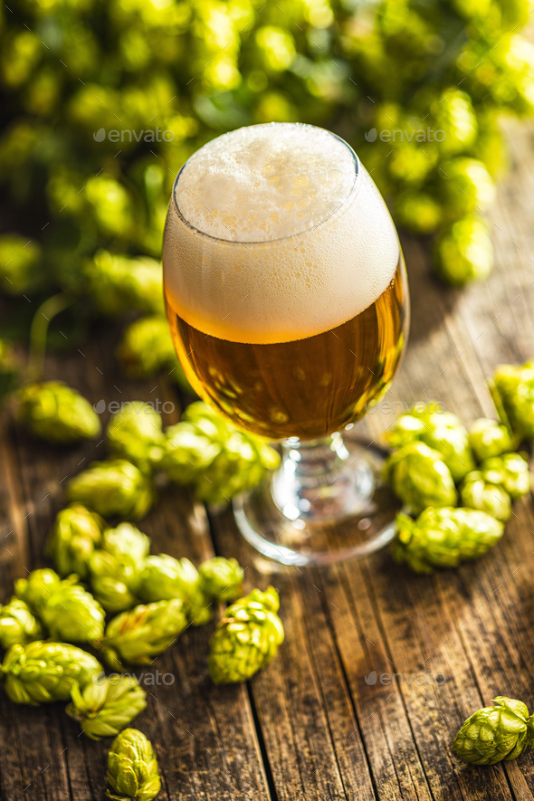 Glass of beer and hops crop on wooden table.