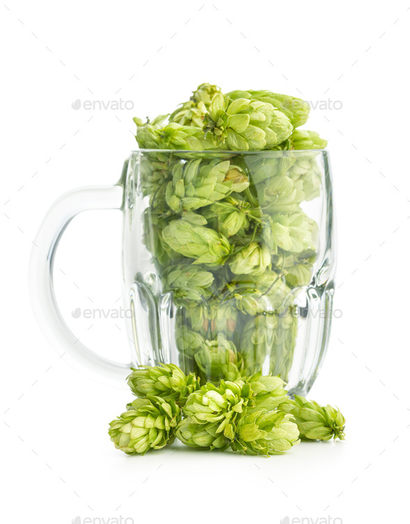 Green hops crop in beer glass isolated on white background.