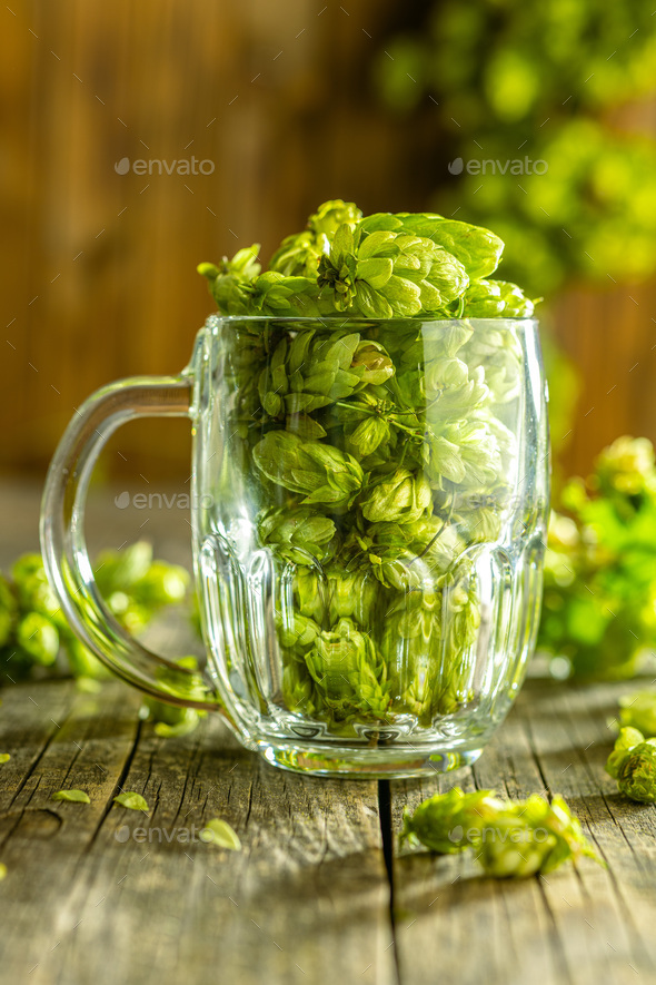 Green hops crop in beer glass on wooden table.