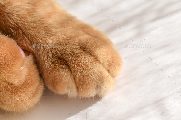 Ginger cat paws close up in the sun.