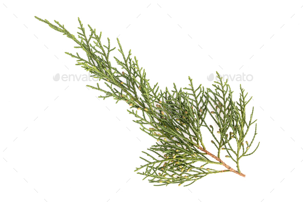 Juniperus thurifera or Spanish Juniper twig isolated on white background - Stock Photo - Images