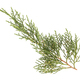 Juniperus thurifera or Spanish Juniper twig isolated on white background - PhotoDune Item for Sale