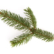 Picea abies or european spruce twig isolated on white background - PhotoDune Item for Sale