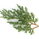 Juniperus squamata or Himalayan juniper twig isolated on white background - PhotoDune Item for Sale