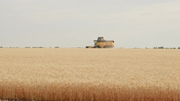 Far View of Combine Harvester Harvesting Ripe Wheat on a Field