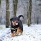 puppy rottweiler in nature - PhotoDune Item for Sale