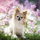 chihuahua in nature - PhotoDune Item for Sale
