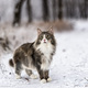 Norwegian Forest cat - PhotoDune Item for Sale