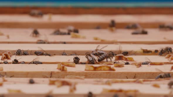 Close Up View of the Opened Hive Body Showing the Frames Populated By Honey Bees alt